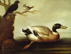 Pato mallard y otras aves, c.1700